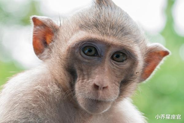 生肖|10月，再苦也能翻身的三大生肖，职场顺遂，前程似锦，生活苦尽甜来