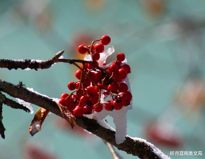 昕月蓝殇美文苑 心中有你，珍惜一生