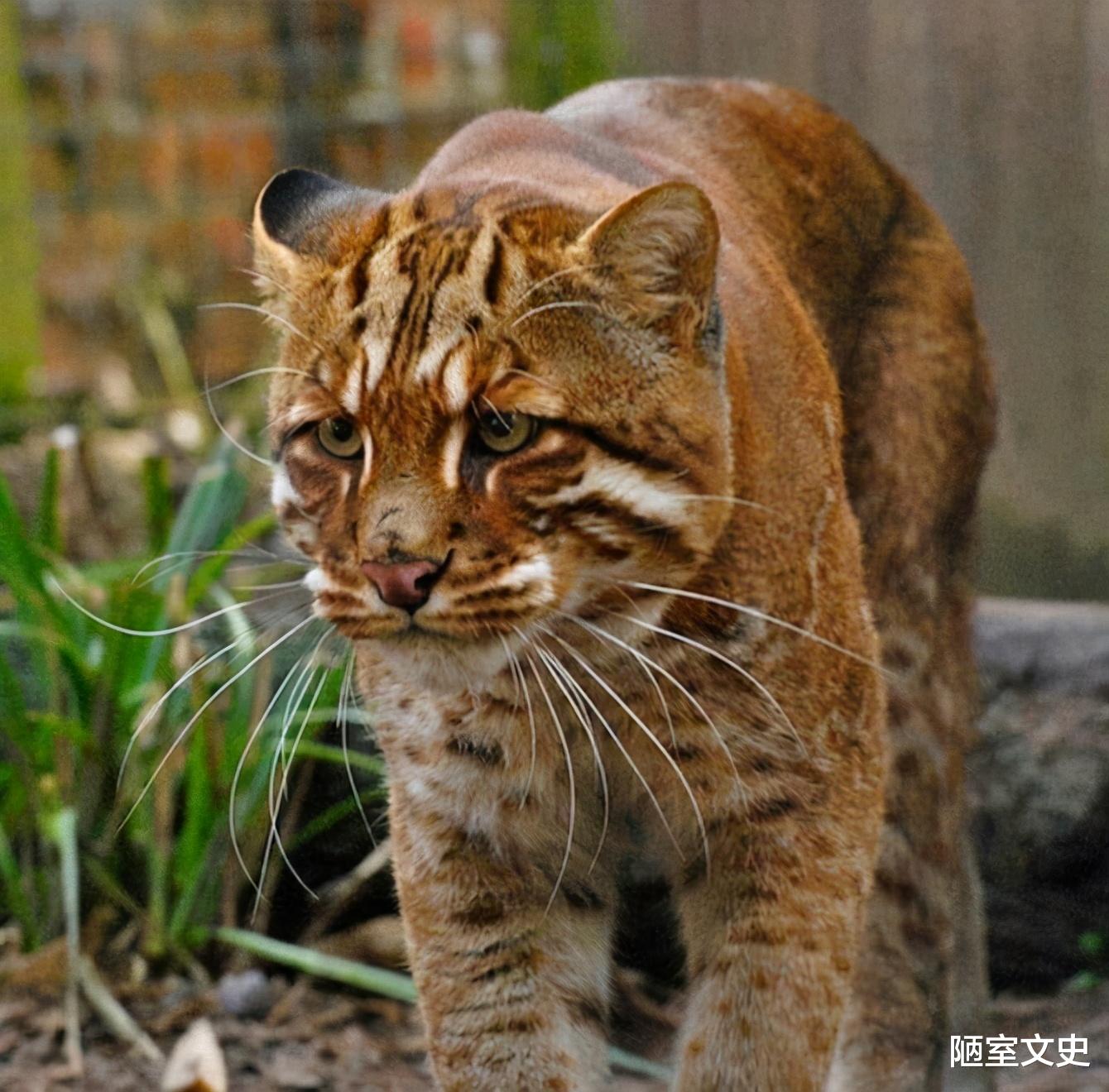 老虎|传说中的“彪”是啥？真能捕杀老虎？2005年后我国仅拍到3次彪