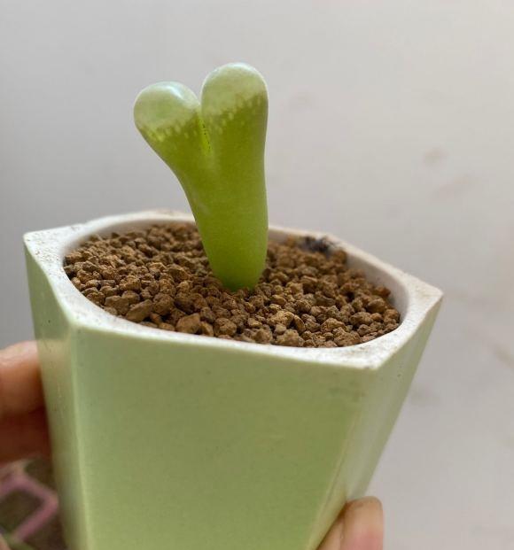 说说家装那点事儿|生石花徒长怎么解决？3种解决方式，看你狠不狠心，有舍才有得