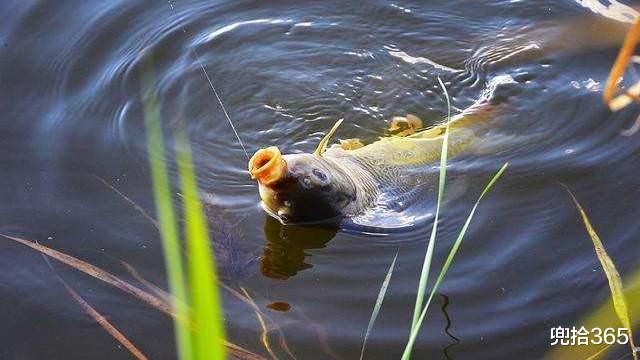 湖南|湖北男子野钓的罕见经历，偶遇活的无头乌鱼，网友：忘了自己已死