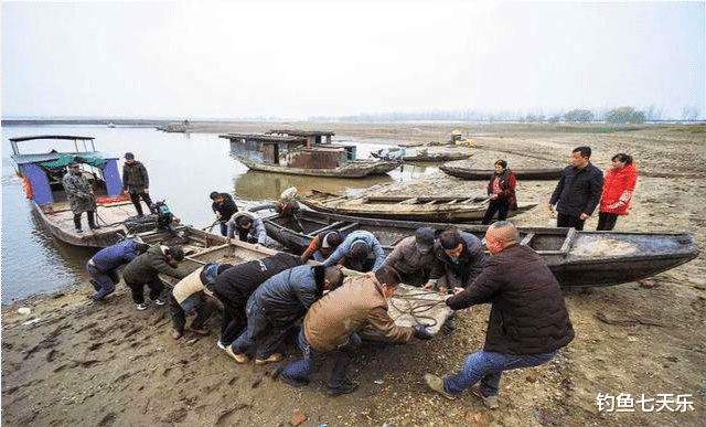 触电|好消息！禁渔后长江“刀鱼”增加2.5倍，百斤大鱼数量有望破纪录