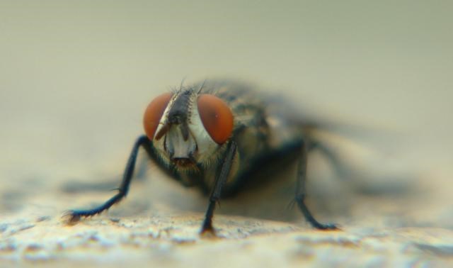  为什么人类用手打不到苍蝇，而用拍子却可以？