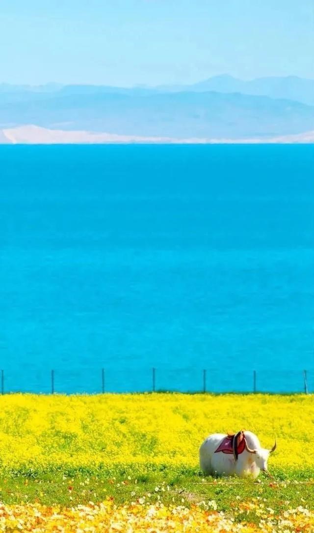 日月潭 日月潭底垃圾成堆,惨不忍睹!原来语文课本中的美景都是骗人的?