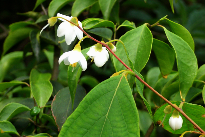 科学家 为了拯救珍稀濒危中药,科学家频出奇招,研究出这些高科技!