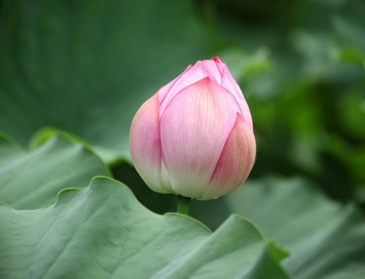 星临天下|进入7月份，鸿运当头，4属相桃花朵朵，生活顺心如意