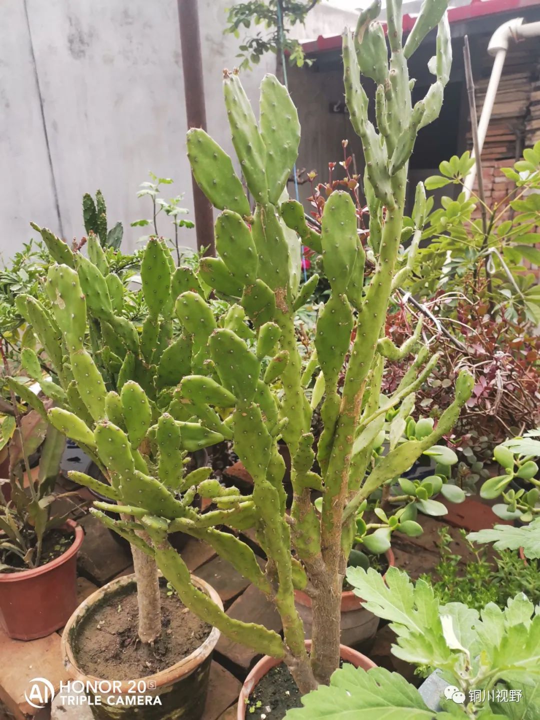 铜川周春辉 花花草草自己种，五月欣赏正当时