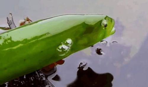 |男子去湖里钓鱼, 钓到一条绿鲤鱼? 求大神科普