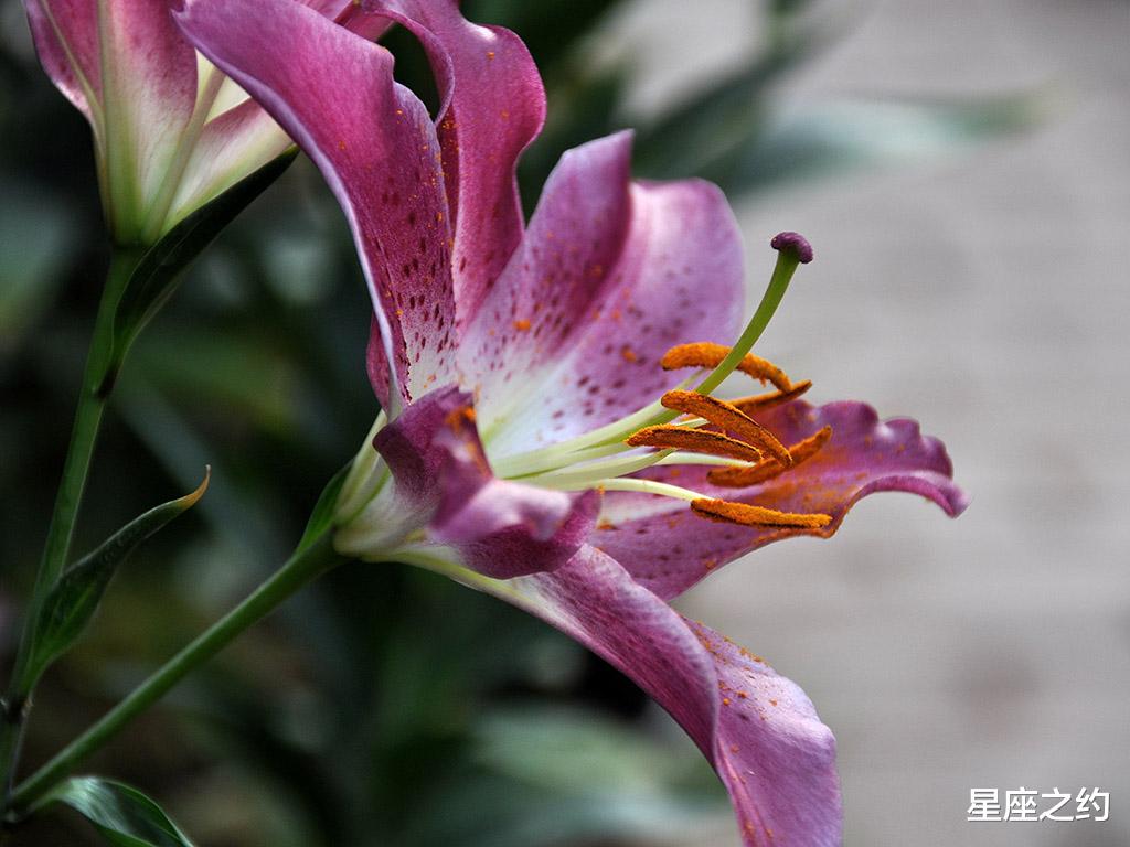 星座之约|8月12日-16日星座运势：?巨蟹座全力以赴，水瓶座沟通顺畅