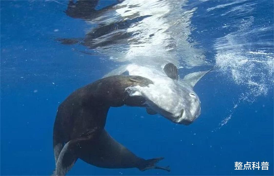 翻车鱼 只有头没有身子的翻车鱼，蠢萌到被咬不会逃跑，为什么还没灭绝？