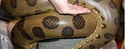 蟒蛇 世界上体型最大的3种蛇都无毒，重达300公斤，绞杀能力非常强！