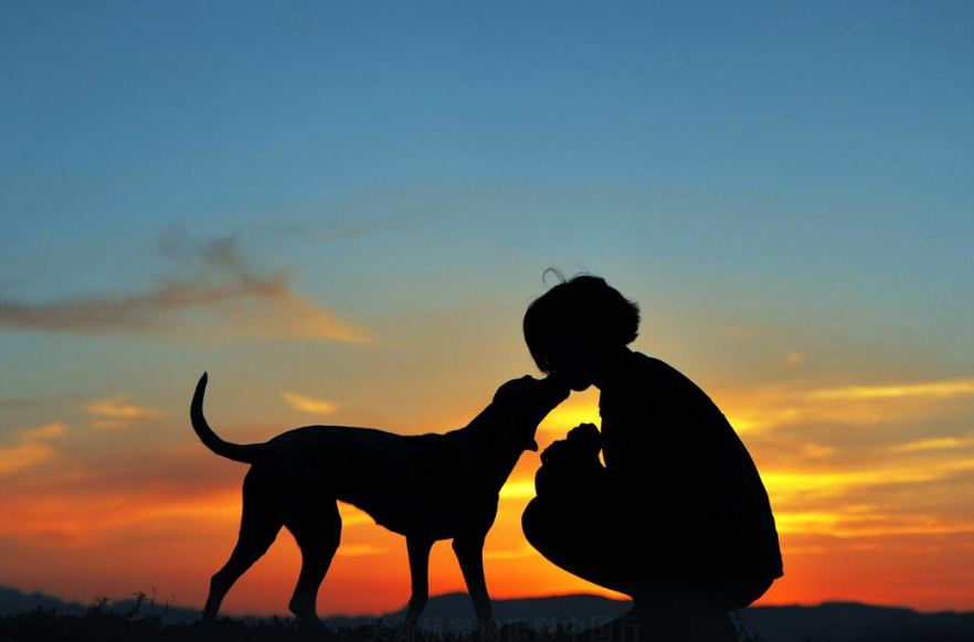 城外五十九 金毛走丢5小时后，自己跑到宠物医院求助，狗狗都很聪明吗？