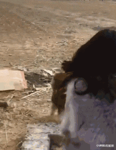 小琳解说星座|请问哪里违章了，至今都没想明白，网友神评扎心了老铁哈哈哈