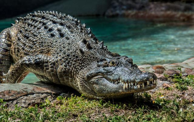 鳄鱼|错把鳄鱼当模型，菲律宾老人下水池自拍时被咬住拖走