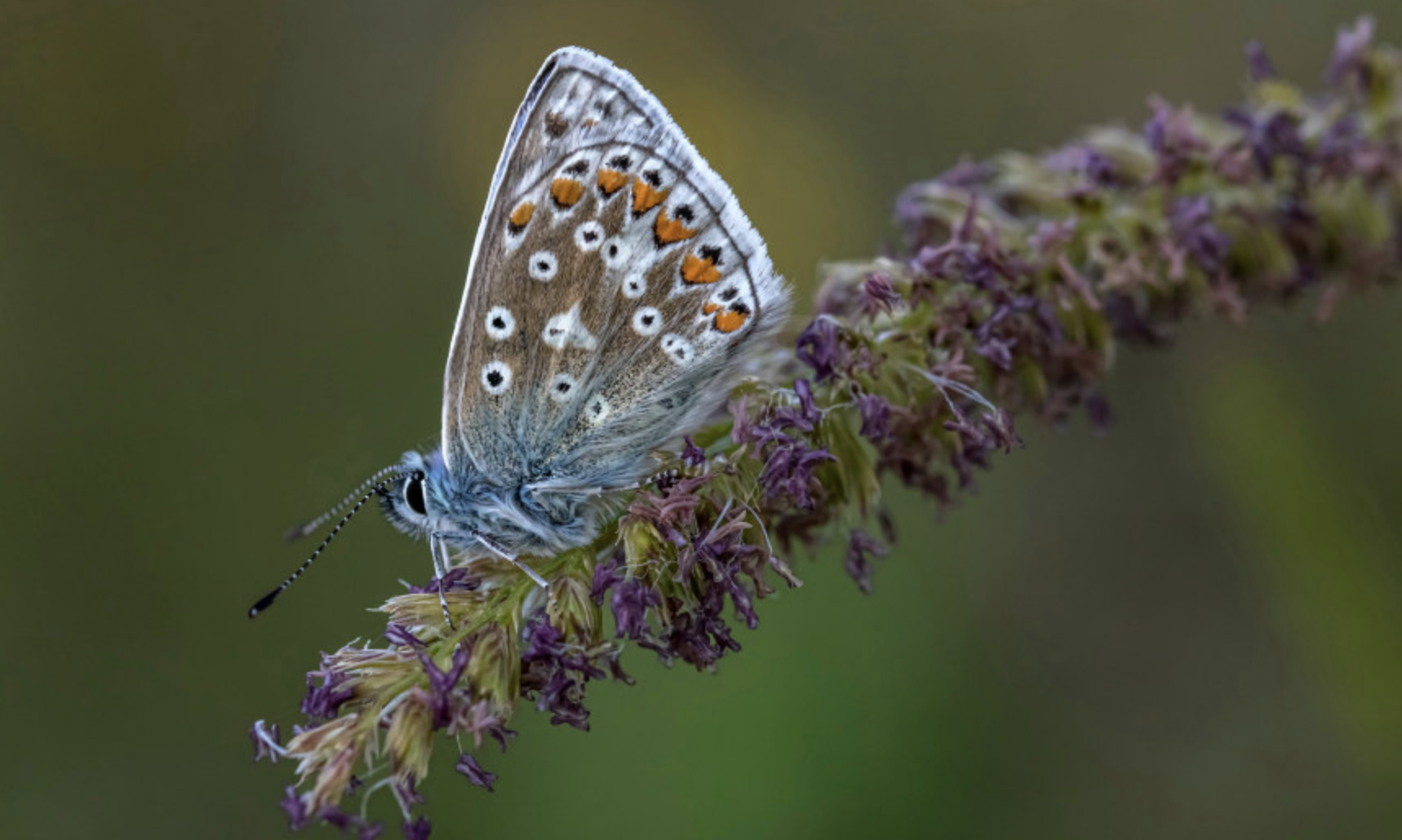 生肖夜梦|7月下旬，朝朝暮暮，前任难忘怀，3生肖痴心依旧，思念不已，缘分继续