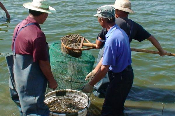 博物馆|南美对虾的价格与价值