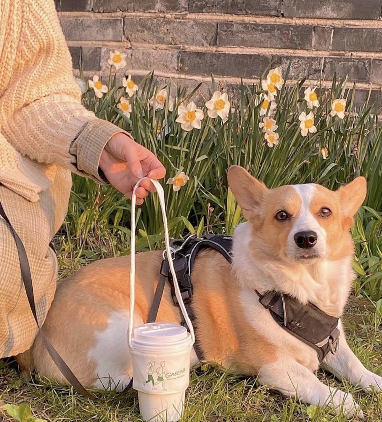 一人独居,有犬相伴,小窝虽然不大,她却过出了诗和远方,羡慕!
