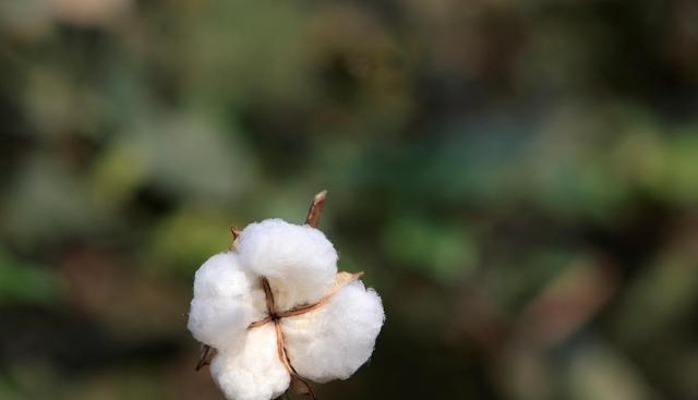 新疆棉花產量占我國87%以上，那一畝棉花可以賺多少錢？-圖6