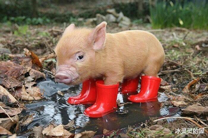 生肖|喜欢隐藏实力的4个生肖,缺一机遇,就能马到成功