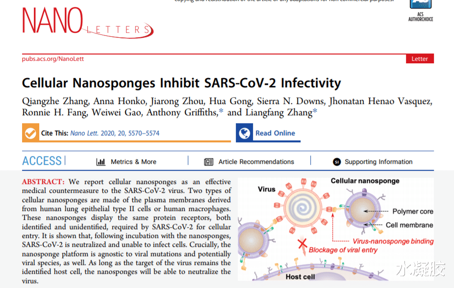 肿瘤免疫治疗 加利福尼亚大学/波士顿大学医学院《Nano Letter》细胞膜制成的纳米海绵