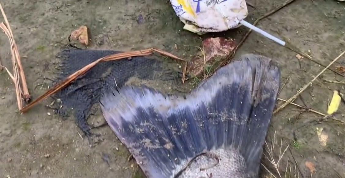 浙江省|浙江钓鱼人钓起“28斤巨鲈”，附近钓鱼人：至少1000块到手了