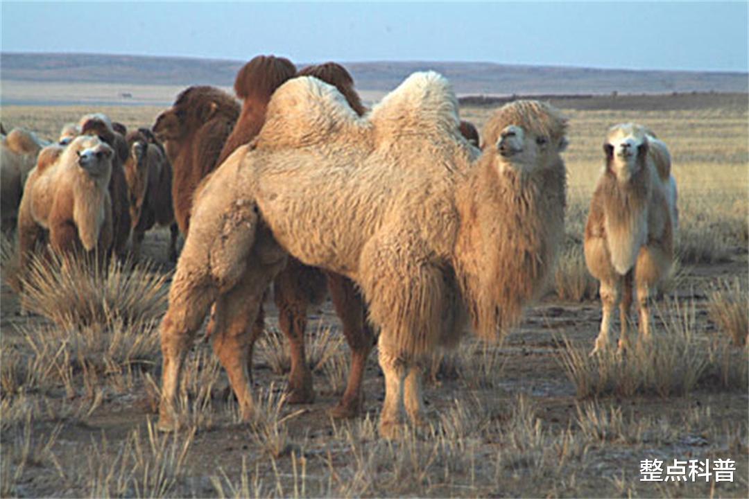 骆驼 重5吨的大象也会被吃掉，为什么食肉动物不吃骆驼？它真没天敌？