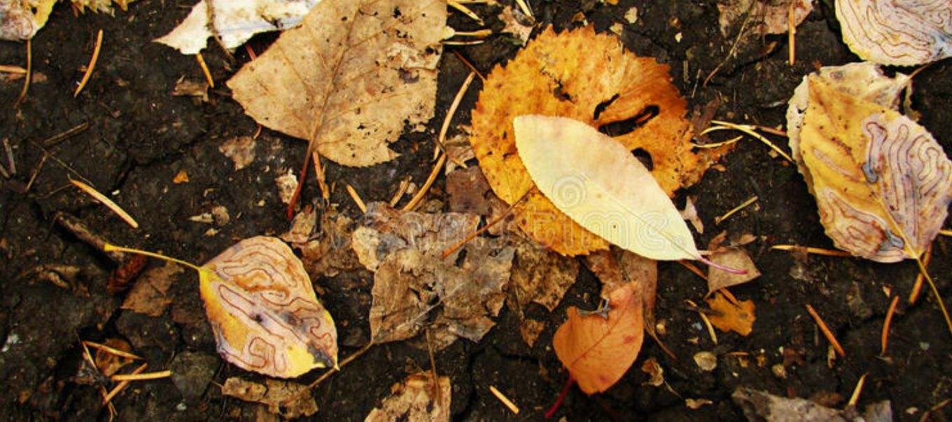 |涨知识:钓鱼人必须要知道的蚯蚓生活习性和保存方法!