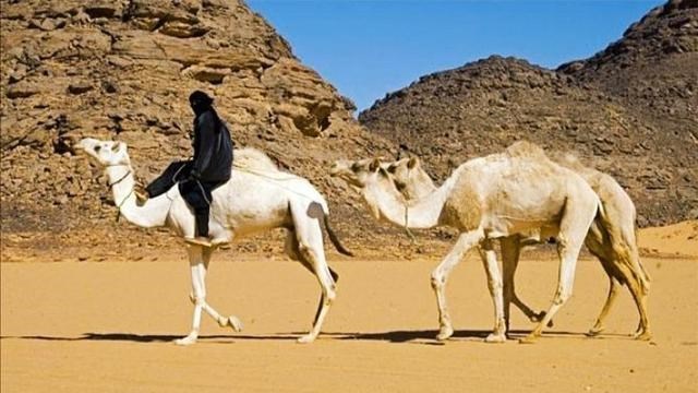 骆驼作为食草动物，却没听说过食肉动物捕食它，这是什么原因？