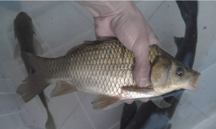 鲫鱼|冬季无论在哪钓，只要按这所说的寻找鱼群，上鱼速度那叫一个快