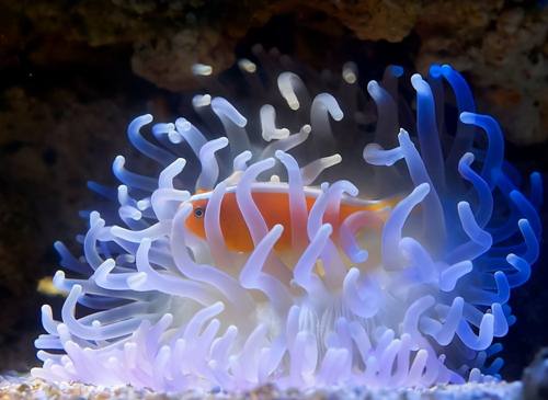 舜网 这种“菊花”生长在海底，别看它外表无害，实则是一种凶猛生物