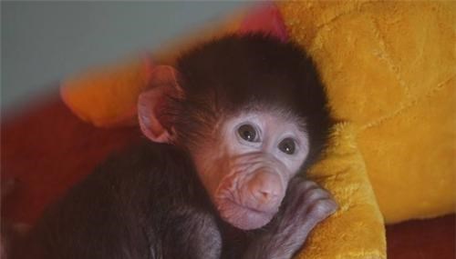 黑猩猩 36年前，医生把黑猩猩的心脏移植给一名小女孩，最后结果如何？