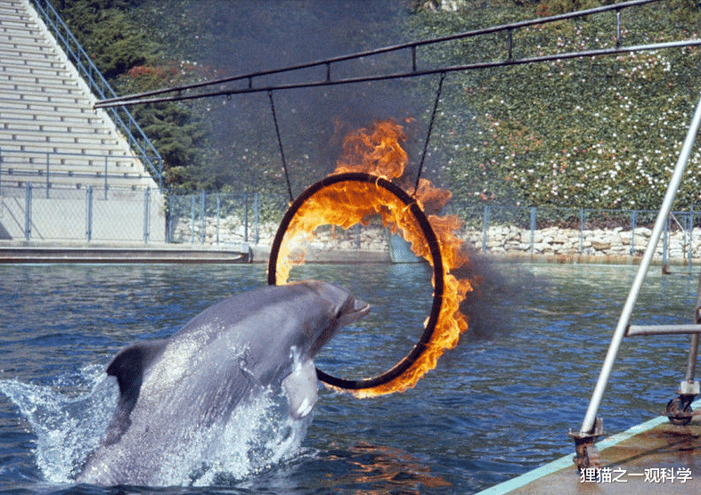 虎鲸 动物表演？虎鲸被圈养42年开始严重自残，我们仍在目睹残忍的发生