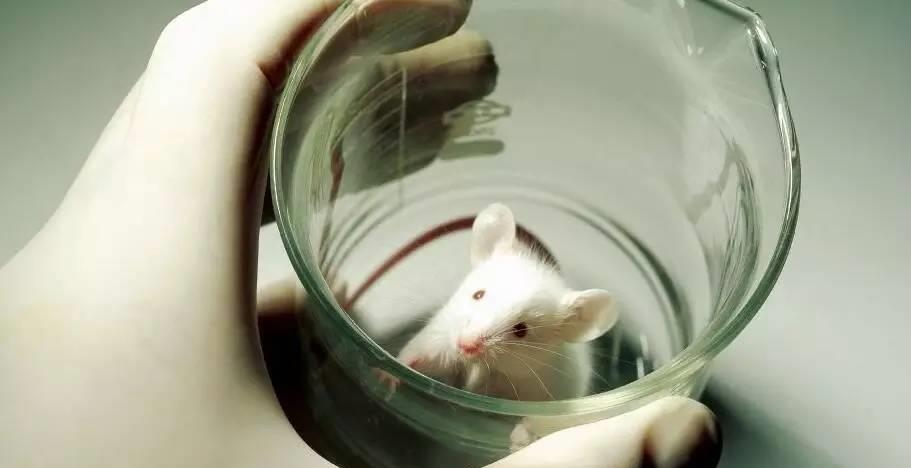 科学家 为什么科学家总是拿小白鼠做实验，它到底特殊在哪？