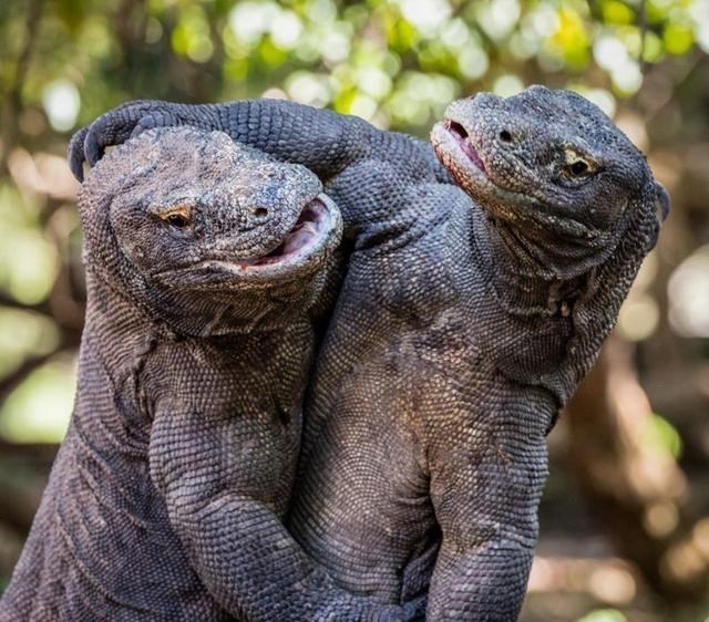  纪录片也有假？被“神话”的科莫多巨蜥，到底战斗力如何？