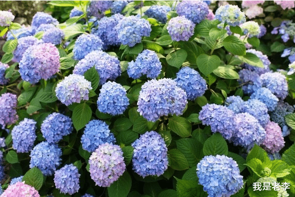 我是老李 年底前事业处于上升期的生肖，收入上涨，大吉大利，生活幸福美满