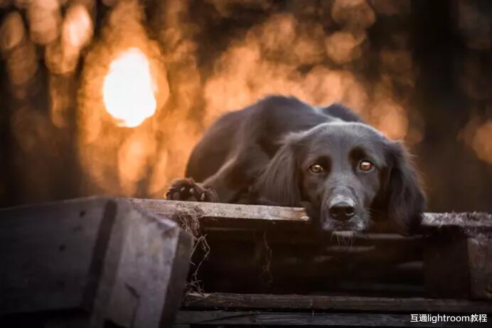 聊聊|聊聊黑色宠物照摄影技巧，这篇内容让你拍好黑色宠物主题照！