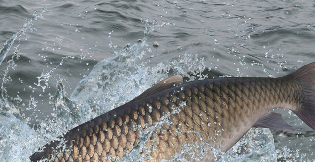 为娃学画丫|猪肉跌破15元，鱼类价格却迎来上涨，农产品怎么了？