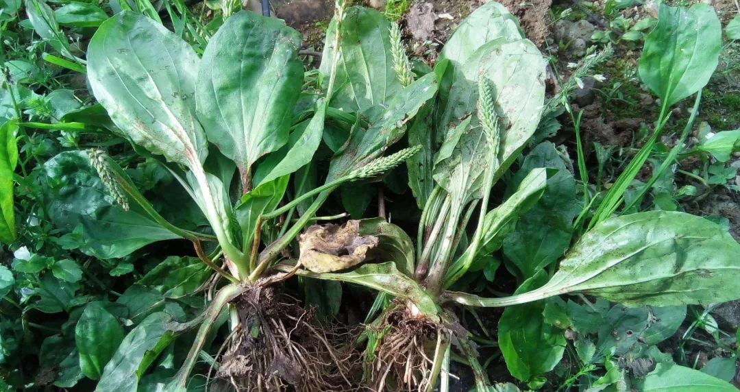 |夏天身体湿气重，常吃这3种野菜，帮你轻松除掉湿气，还能瘦身