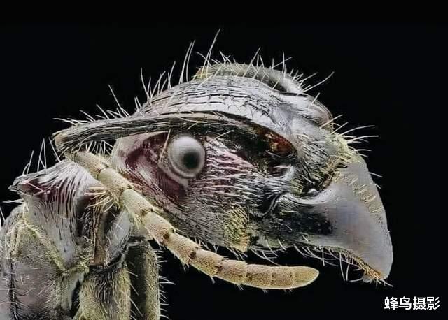 猩猩 30张罕见的照片，双头蛇2个头同时吃东西，猩猩妈用小猩猩擦屁股