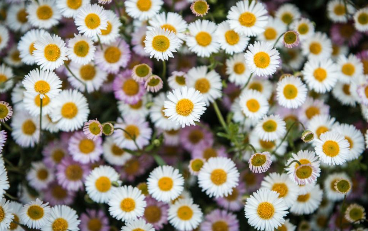 灵语塔罗|灵语塔罗:双子座未来一周情感运势,处于纠缠之中,会迎来转变