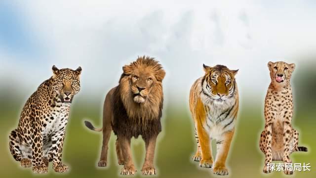 10大猫科动物战力排行榜:第1毫无悬念,老虎只能屈居第2