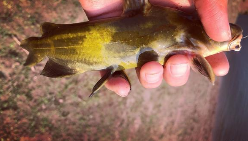 |黄辣丁一年四季都能钓，有个节点是黄辣丁最佳作钓时间，你知道么