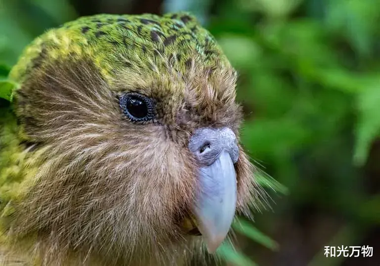 鹦鹉 世界上最重、不会飞的鹦鹉，近亲繁殖万年，遗传状况却出奇的好！