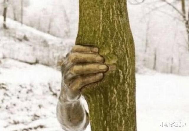 古镇 世界上最孤独的手,它紧握一棵树长达50年,至今没有松开过