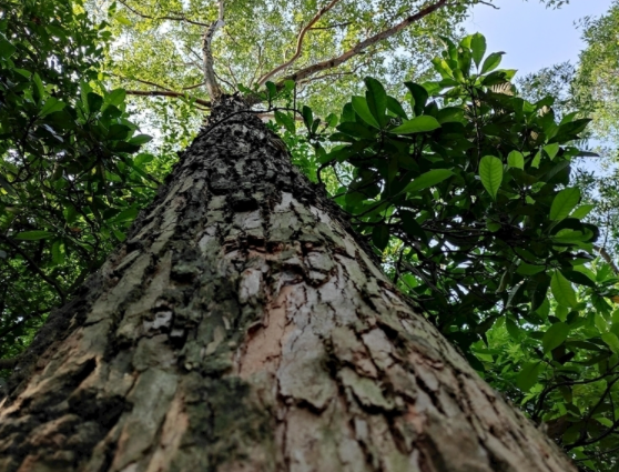 泊庭雪鹭西窗月|夏季，家庭常备药来了！需要时可参考或选用