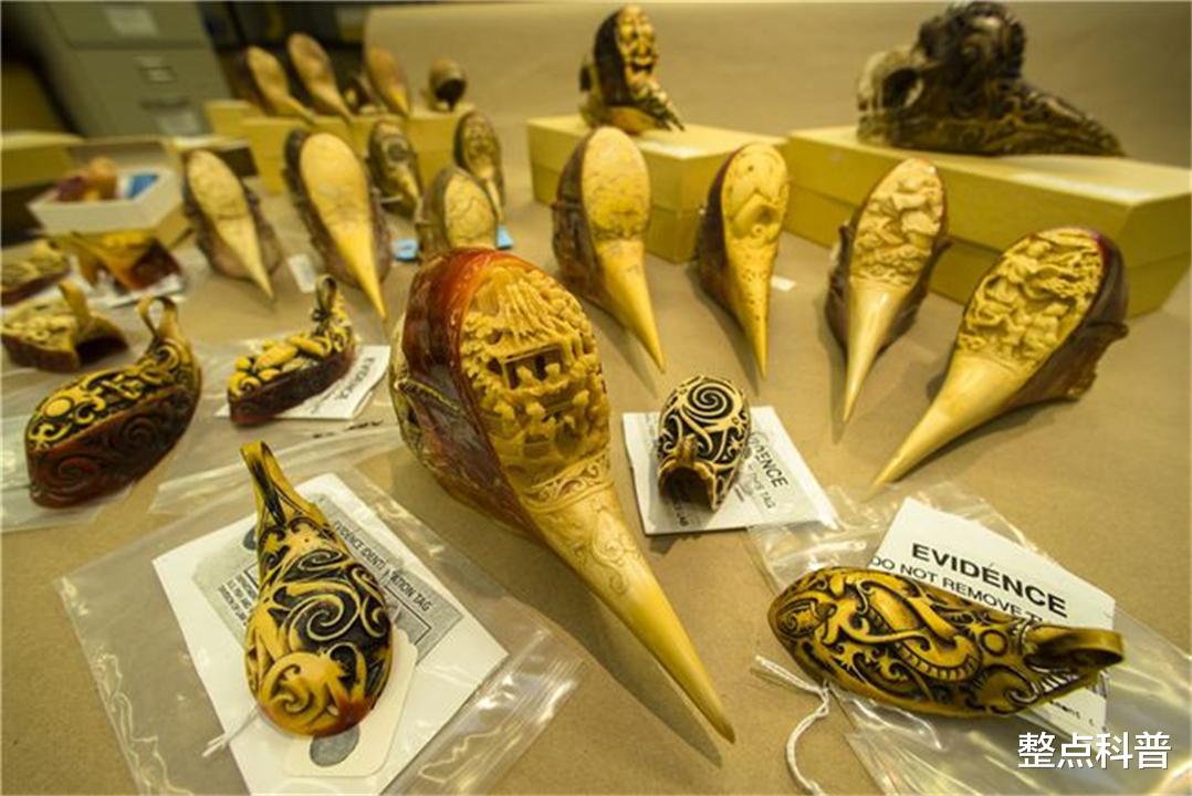 脑袋被人类盯上的鸟，头骨比象牙贵3倍，活着被取骨后只能等死