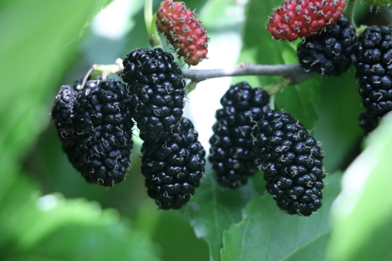 人文四川 2021年四川花卉（果类）生态旅游节暨德昌县桑椹樱桃节开幕