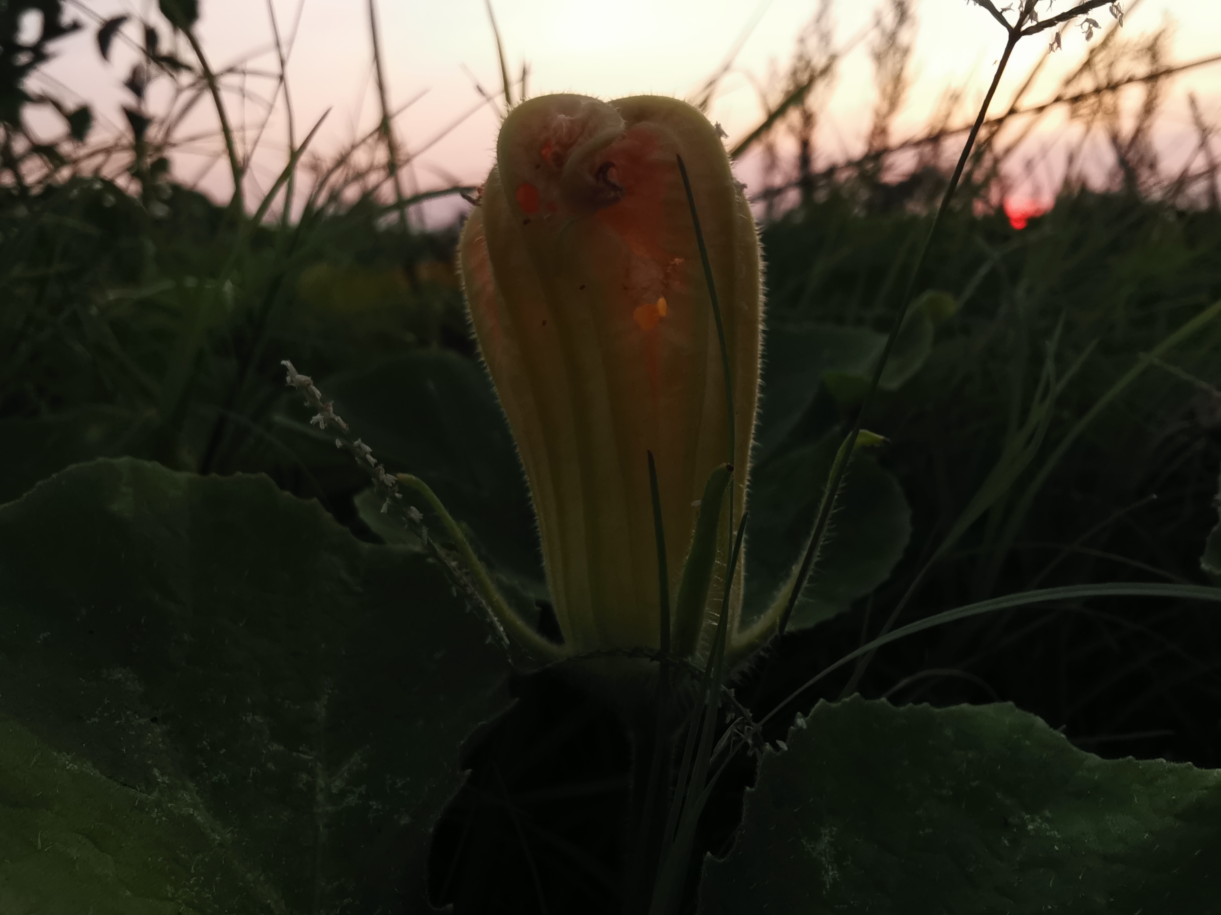 肝纤维化|身边的中草药——南瓜子