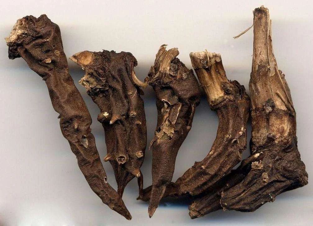 中药|此物虽然有大毒，却是医者喜欢用的祛风湿良药，主治大病症