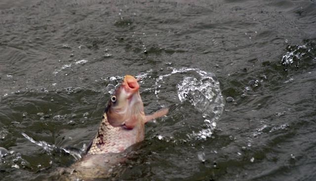 |名声最臭的鱼花落谁家？前2种是共识，后3种争议大，你那有几种？